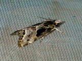 Euchromius nigrobasalis